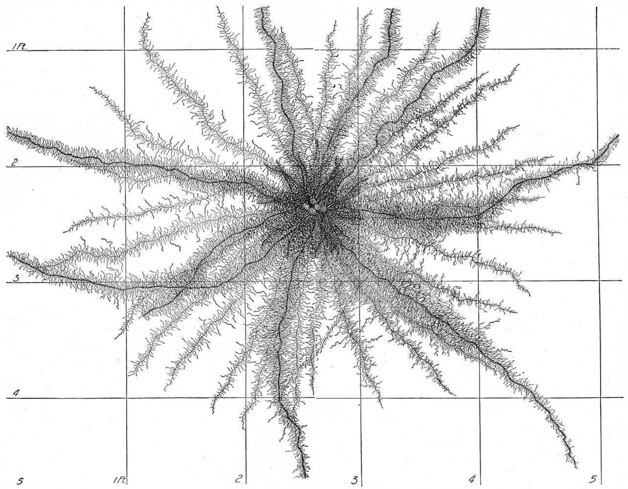 <p>Drawing of sweet corn roots by John E Weaver from 1927.&nbsp;</p>